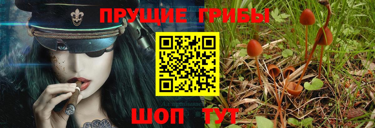 Галлюциногенные грибы Psilocybine cubensis Курчалой